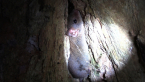 Brown Antechinus