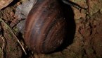 Fraser's Banded Snail