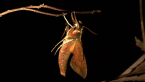 White-brow Hawk Moth