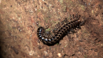 Millipede