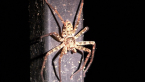 Brown Huntsman Spider