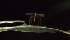 Crane Fly