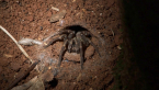 Trapdoor Spider