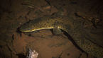 Longfin Eel