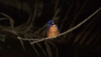 Azure Kingfisher