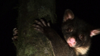 Short-eared Brushtail Possum