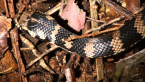 Stephen's Banded Snake
