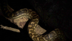 Carpet Python