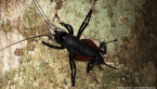 Red-legged Cricket
