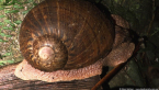 Giant Panda Snail