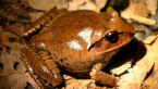 Great Barred Frog