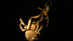 Garden Orb Spiders Mating