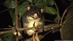 Brushtail Possum