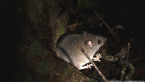 Bush Rat