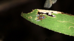 Unidentified Fly