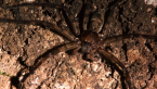 Brown Huntsman Spider