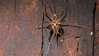 Cave Cricket