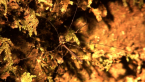 Harvestman
