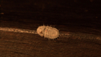 Giant Scale Insect