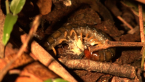 Giant Centipede