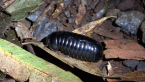 Pill Millipede