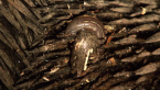 Leeches on Short-beaked Echidna