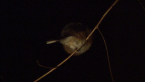 Brown Gerygone