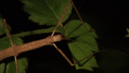Stick Insect