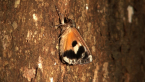 Electric Moth