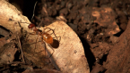 Worker Ant