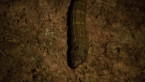 Hawk Moth Larva