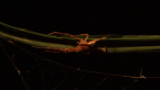 Crab Spider