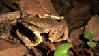 Black-soled Frog