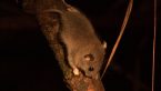 Fawn-footed Melomys