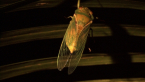 Greengrocer Cicada