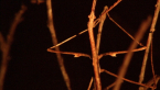 Gorgon Stick Insect