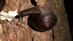 Richmond River Keeled-snail