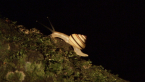 Northern Rivers Tree Snail