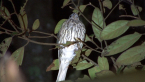 Female Australasian Figbird