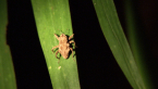 Cryptorhynch Weevil