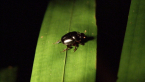 Green Dung Beetle