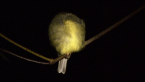 Pale-yellow Robin