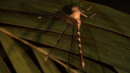 Northern Evening Darner