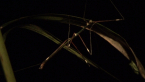 Banded-legged Stick Insect