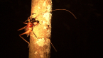 Giant King Cricket