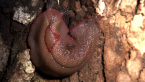 Red Triangle Slug