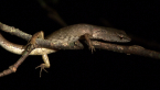 Orange-tailed Shade Skink