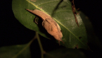 Hooded Semi-slug