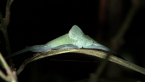 Moulting Katydid Nymph