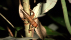 Raspy Cricket